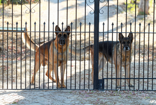 Best family guard dogs for protection
